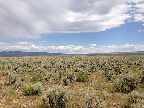 sagebrush steppe